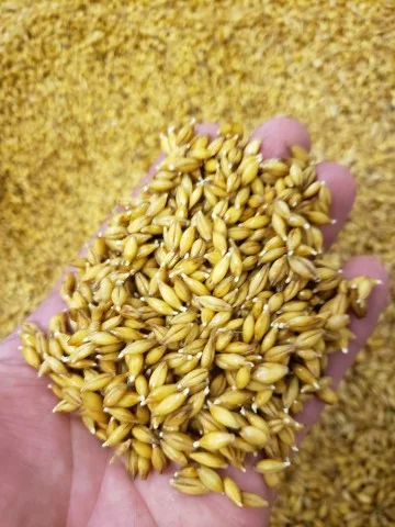 Hop Seeds in a hand.