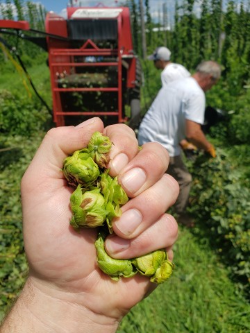 Hop fruits in a hand.