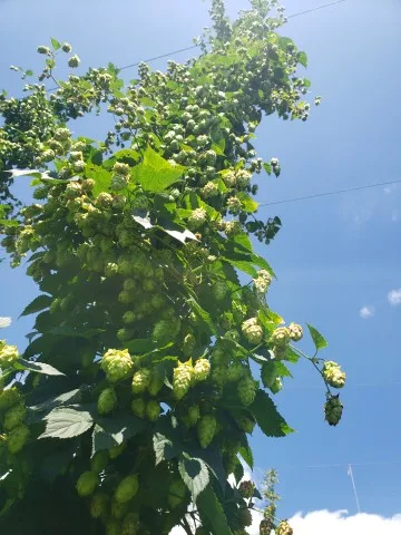 Individual Hop Plant.